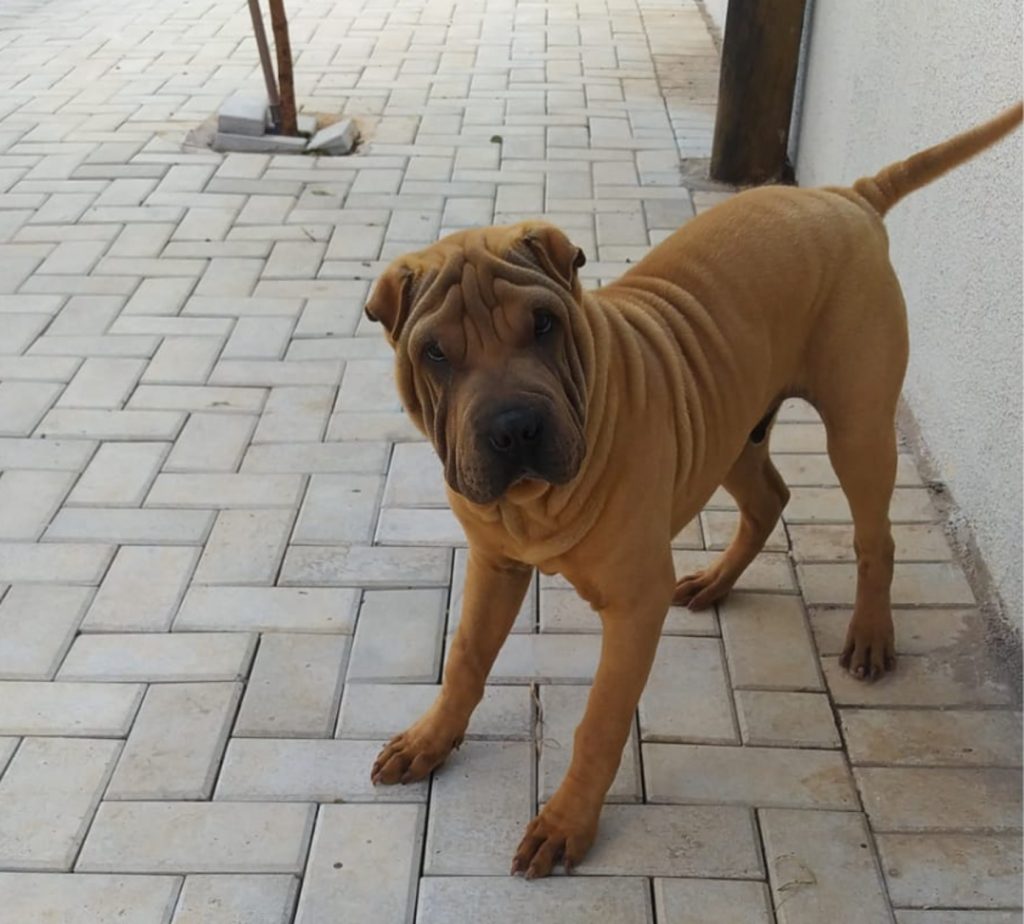 Cão da raça Shar-pei foi encontrado perto da Praça Wilson Joffre Cão da raça Shar-pei foi encontrado perto da Praça Wilson Joffre