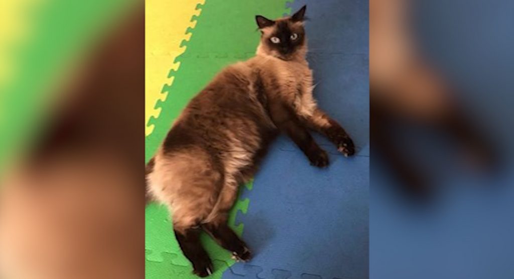 Gato desapareceu na região do Conjunto Riviera Gato desapareceu na região do Conjunto Riviera