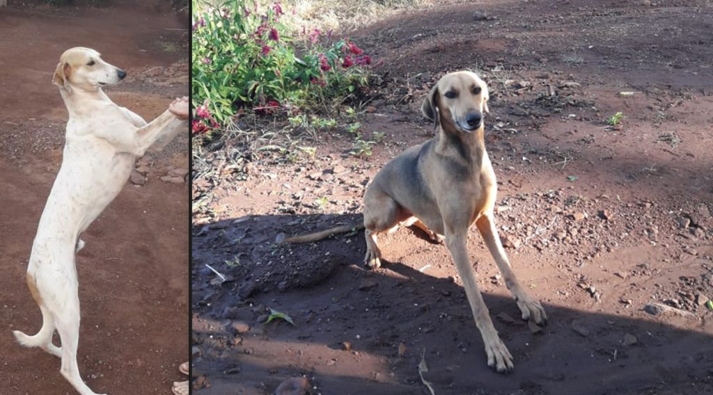 Cães sumiram na linha Colônia Pires, em Juvinópolis Cães sumiram na linha Colônia Pires, em Juvinópolis