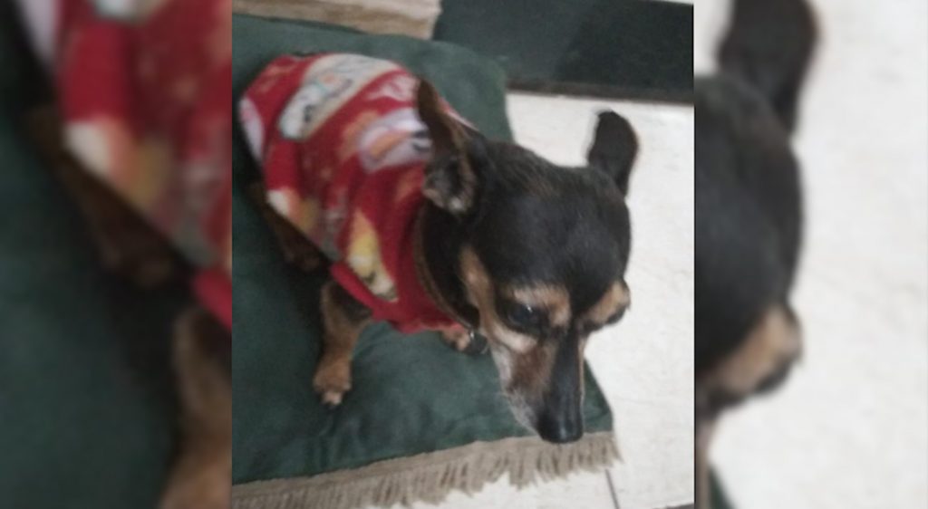 Cachorrinho foi resgatado no XIV de Novembro