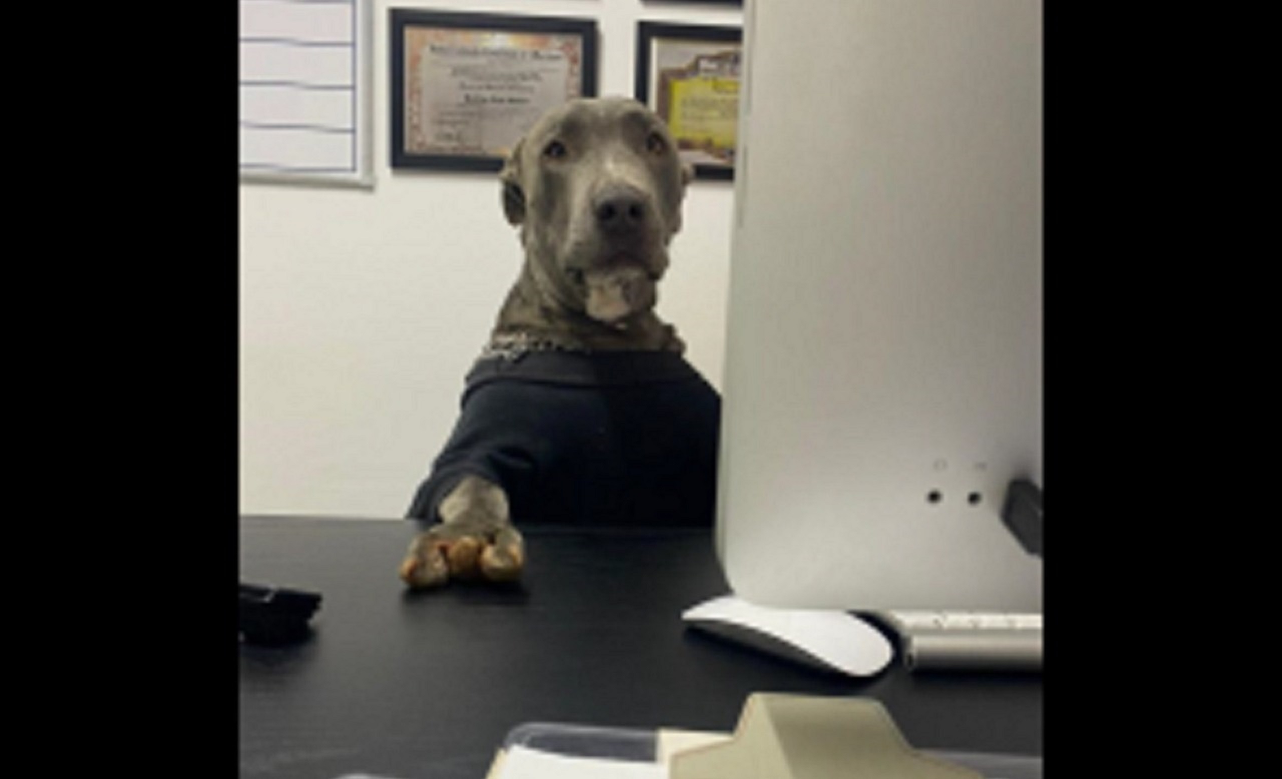Setor de Bem-Estar Animal alerta para uso falso de notificação em Cascavel Setor de Bem-Estar Animal alerta para uso falso de notificação em Cascavel