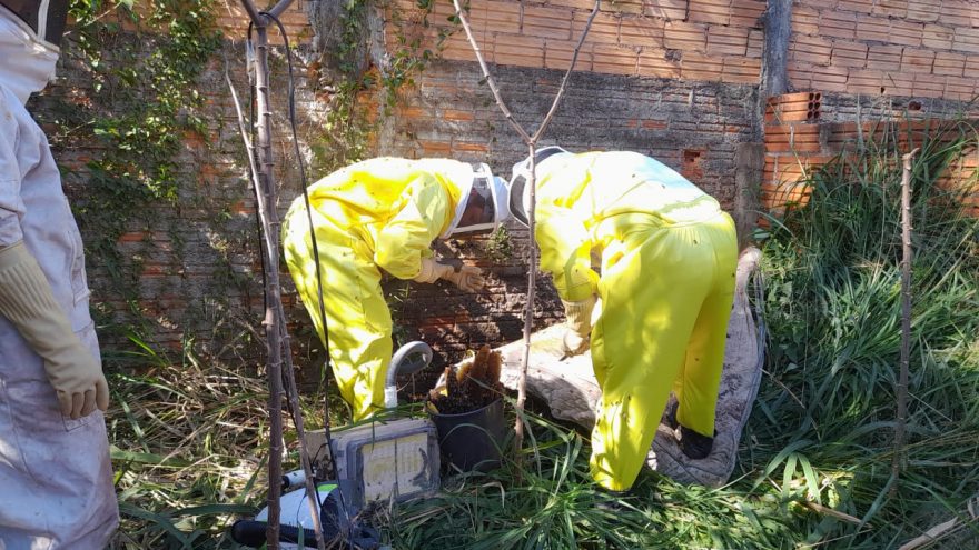 Enxame de abelhas é retirado pela Defesa Civil no Bairro Country