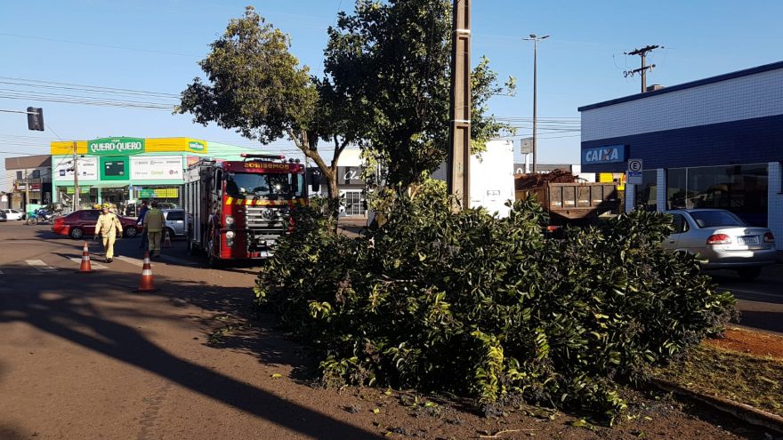 Bombeiros realizam corte de árvore que oferecia risco à população no Maria Luiza