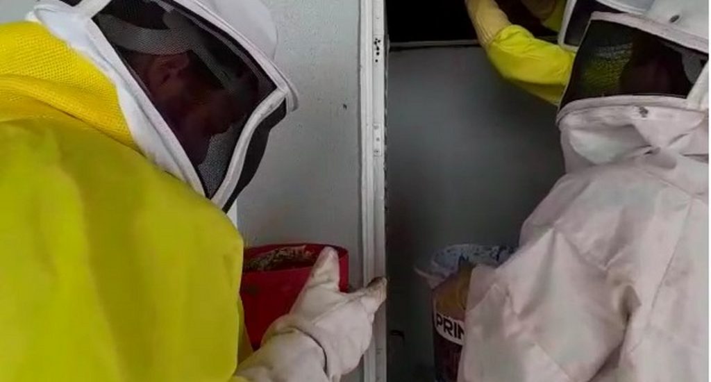 Enxame de abelhas é retirado pela Defesa Civil no Centro