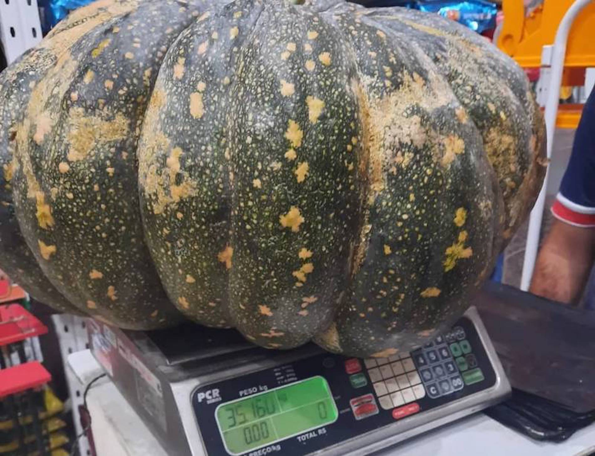 Abóbora gigante é colhida por agricultora no interior de Pernambuco CGN