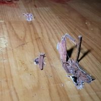 Imagem referente a Homem é executado a tiros no Bairro Parque São Paulo