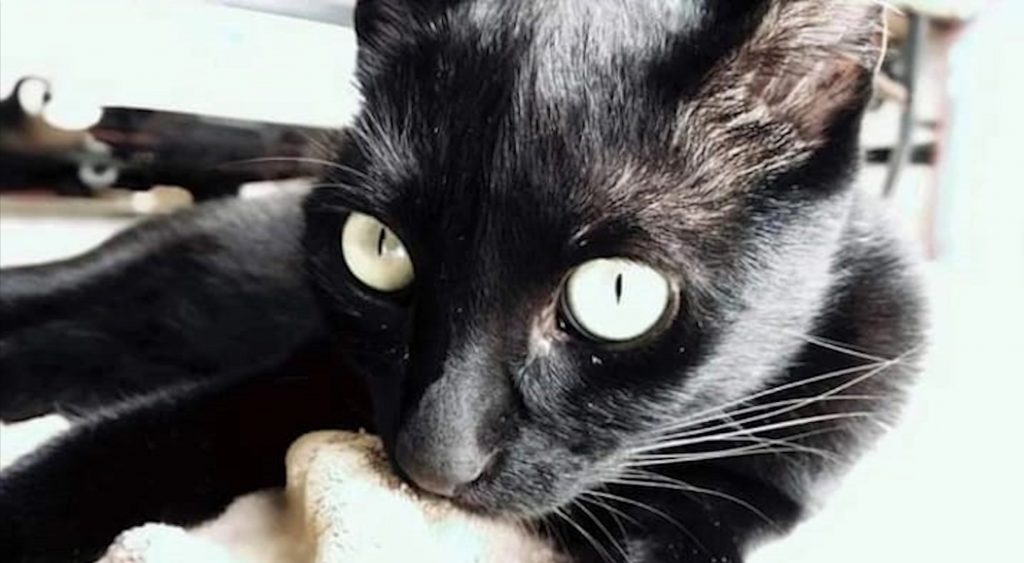Gatinho desapareceu na Região Central