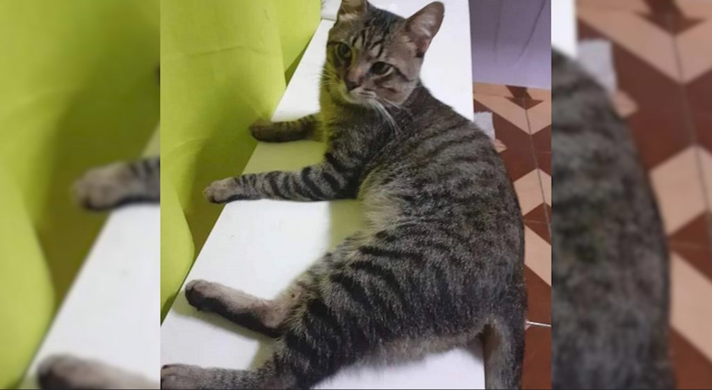 Gatinho Tico desapareceu no Interlagos