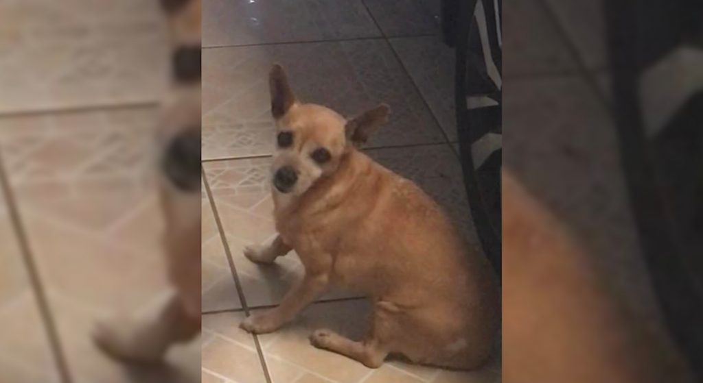 Cadelinha idosa sumiu no São Cristóvão