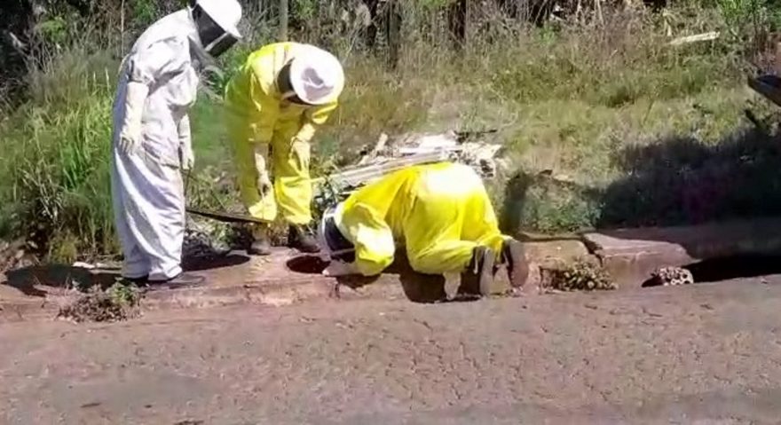 Enxame de abelhas é retirado pela Defesa Civil no Bairro Nova Cidade
