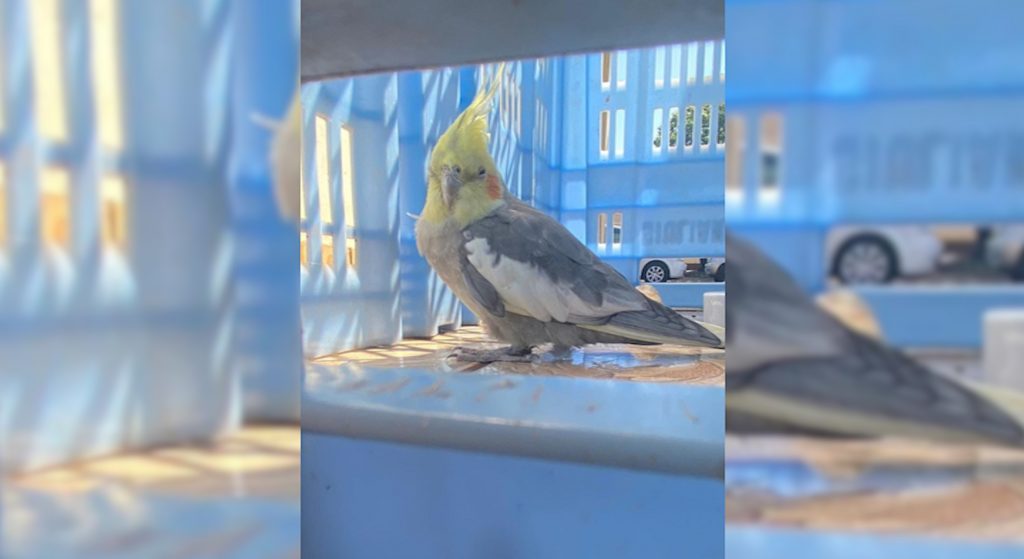 Calopsita foi encontrada no Pioneiros Catarinenses
