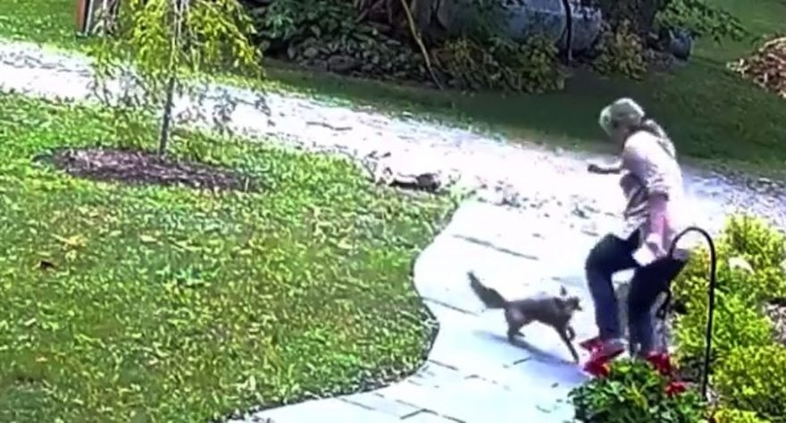 Vídeo mostra mulher sendo atacada por raposa com raiva 