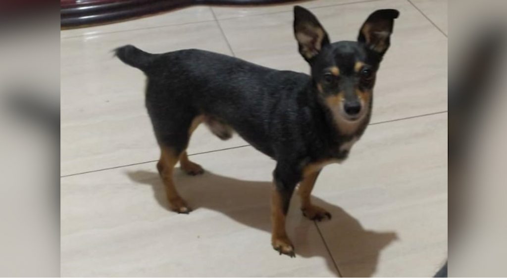 Cachorro Bob está perdido na região do Aclimação