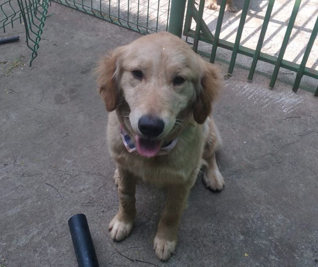 Cachorrinha foi encontrada na região da FAG Cachorrinha foi encontrada na região da FAG