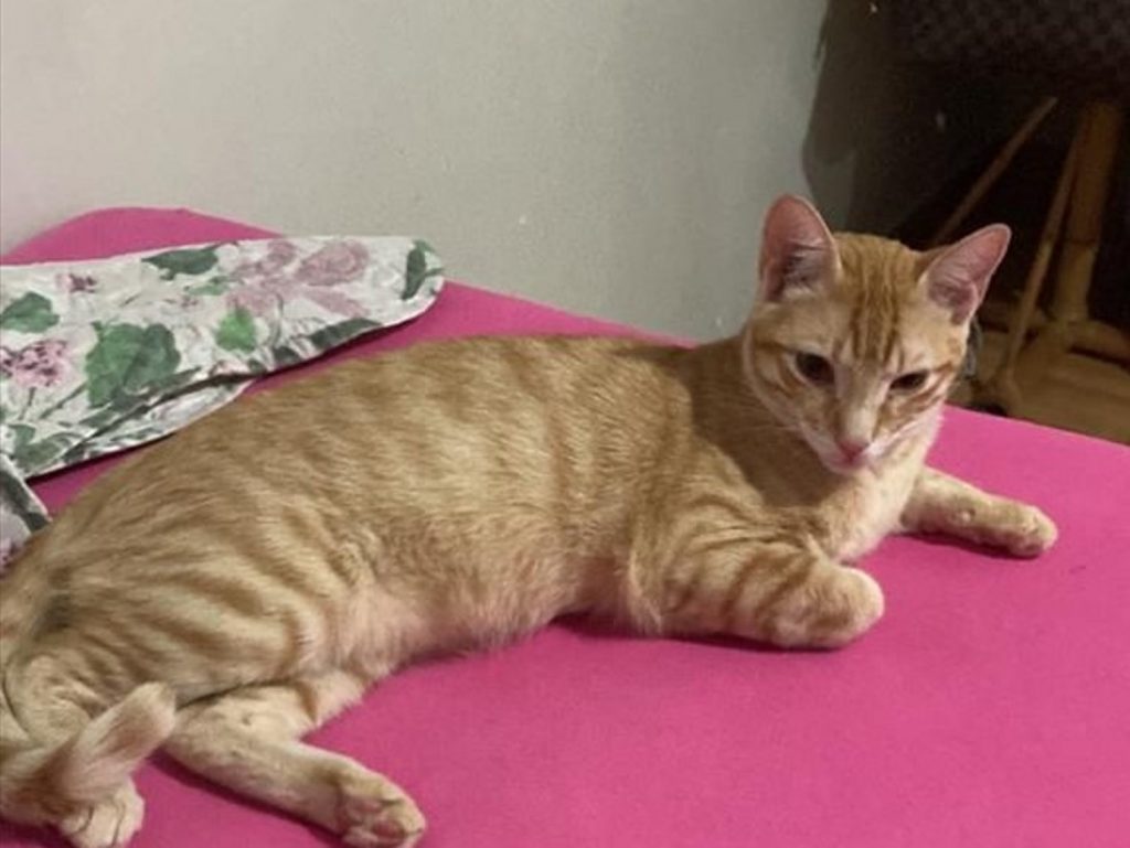 Internauta pede ajuda para localizar gato que sumiu no Bairro Guarujá
