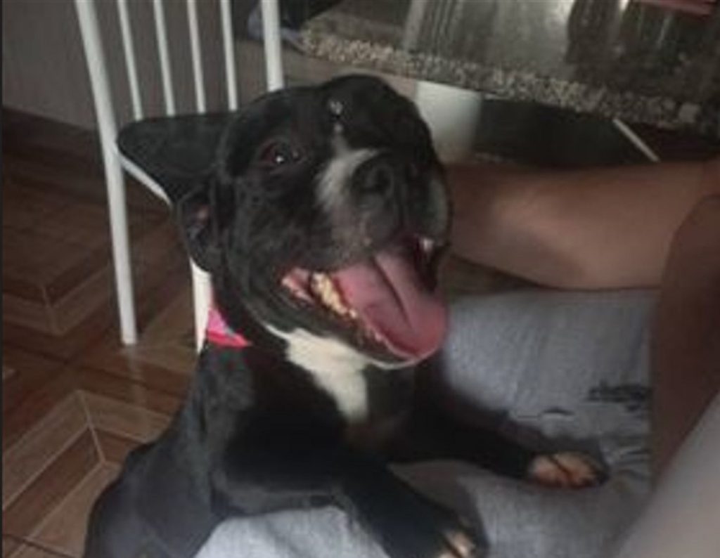 Cão sumiu na região do Bairro Cascavel Velho