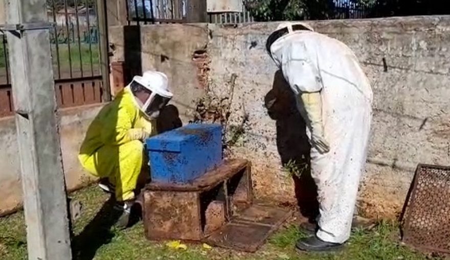 Defesa Civil retira enxame de abelhas no Bairro Periolo