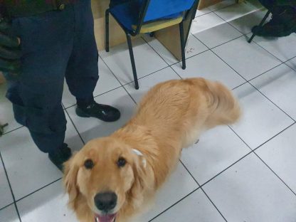 Imagem referente a Cachorrinho Golden Retriever foi encontrado e está na base da Guarda Municipal