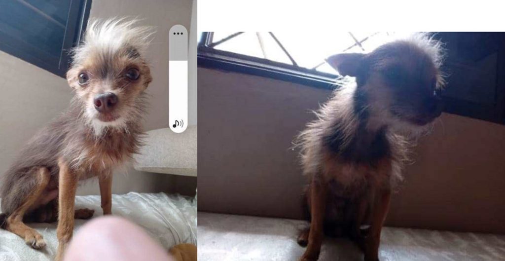 Cachorro sumiu no Santa Cruz; há recompensa por ele