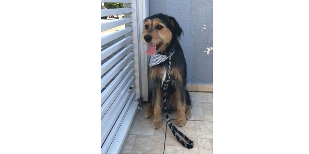 Cachorro desapareceu no Parque Verde