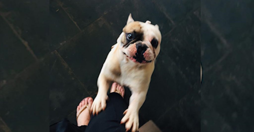 Cachorrinho está desaparecido em Cascavel