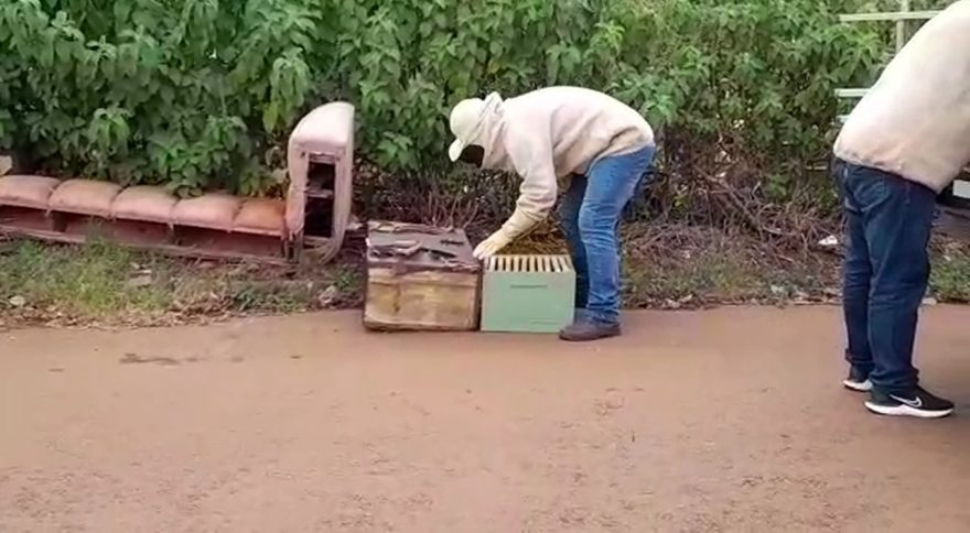 Defesa Civil retira enxame de abelhas em caixa de som no Bairro Morumbi