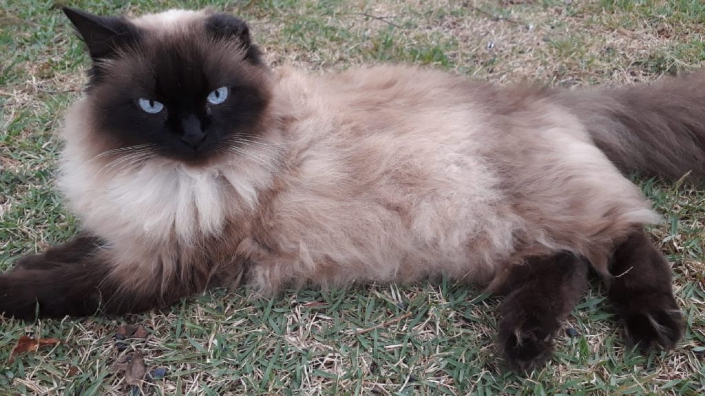 Gatinha Mima desapareceu no São Cristóvão