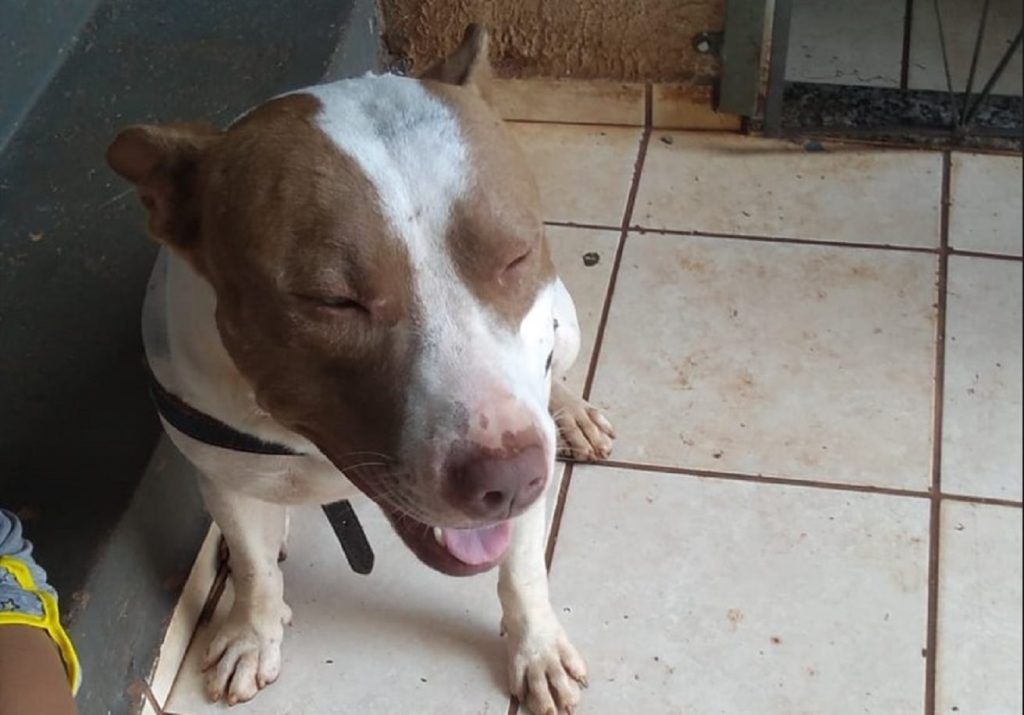 Internauta pede ajuda para localizar Pitbull que desapareceu no Conjunto Riviera