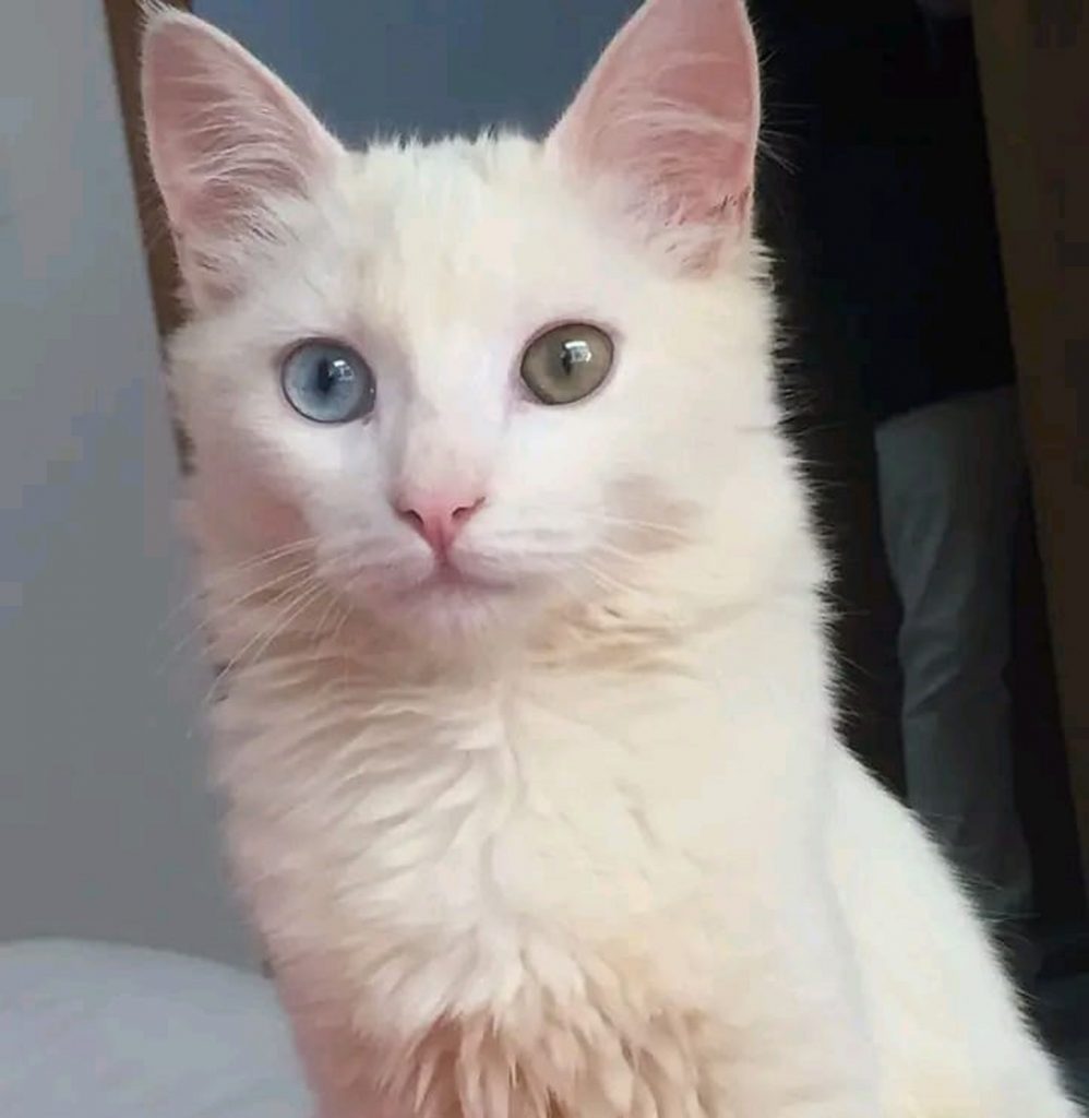 Gatinha “Lua” sumiu na região do Angra dos Reis