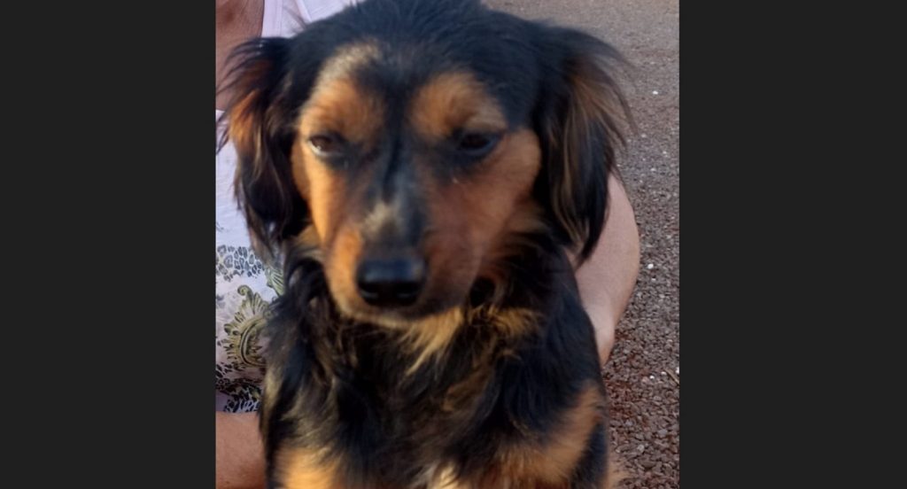 Cachorrinha Lili sumiu na Rua Aristóteles, no Bairro Tarumã