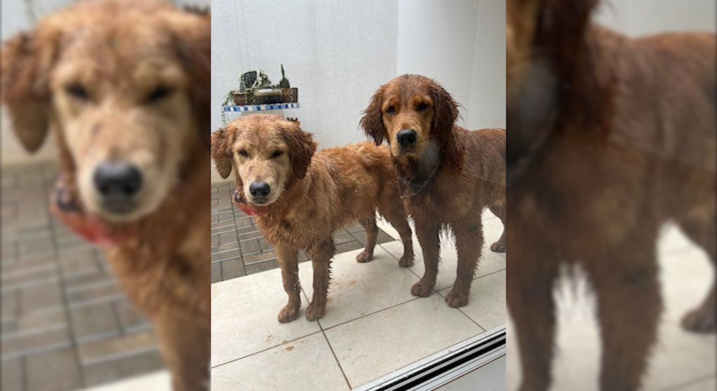Casal de cachorros foram resgatados em Cascavel