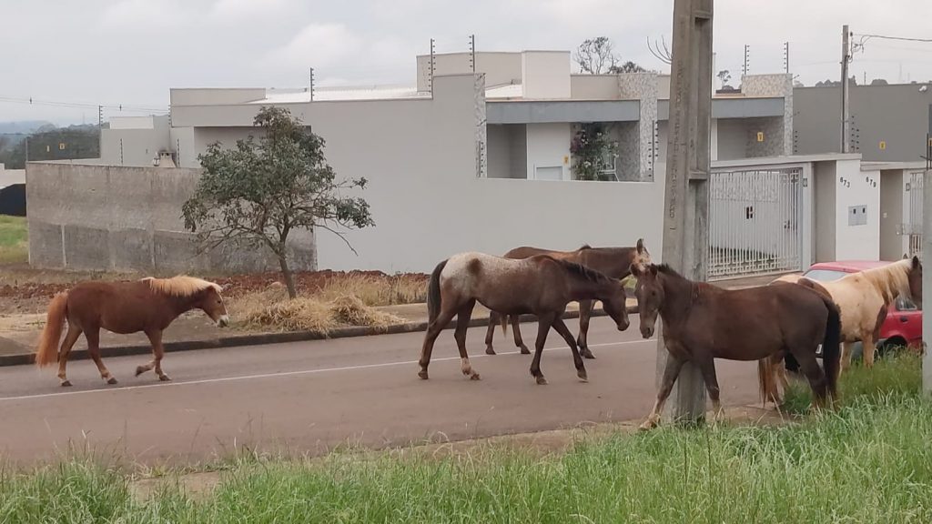 Manada de cavalos perambula por Cascavel