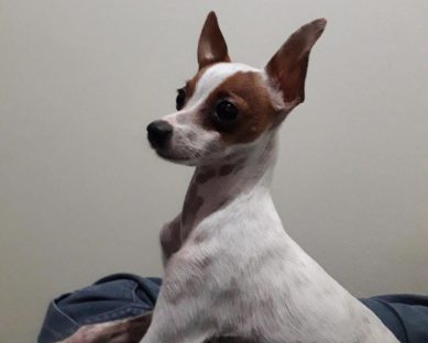 Cachorrinho Tchucky está desaparecido no Bairro Brasília Imagem referente a Cachorrinho Tchucky está desaparecido no Bairro Brasília
