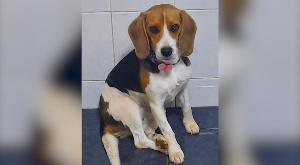 Cachorrinha Fifi está desaparecida e dona pede ajuda para encontrá-la