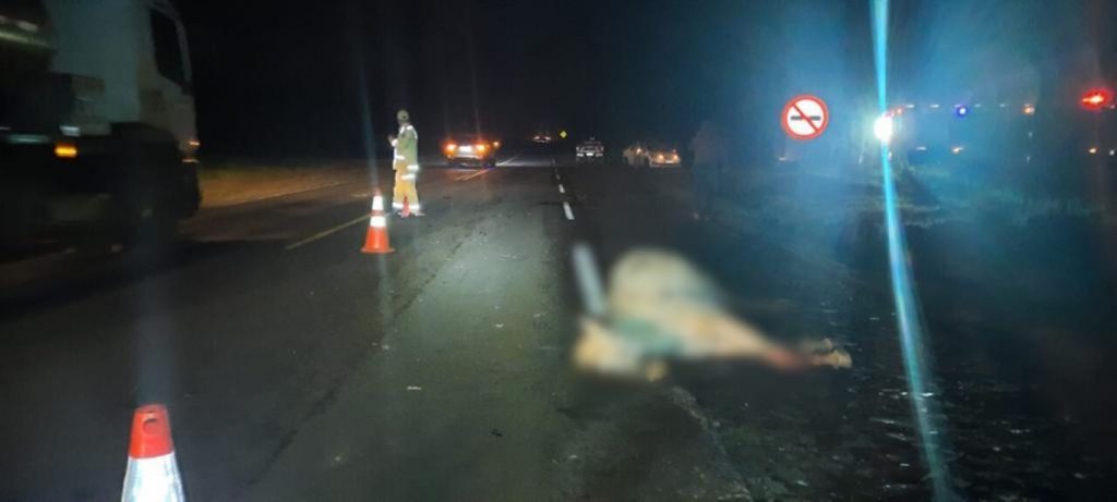 Cavalo é atropelado na PR-495 em Entre Rios do Oeste