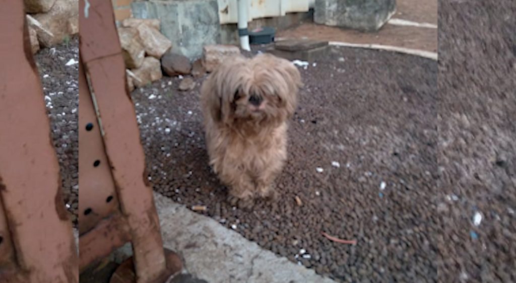 Cachorrinho foi resgatado em Cascavel