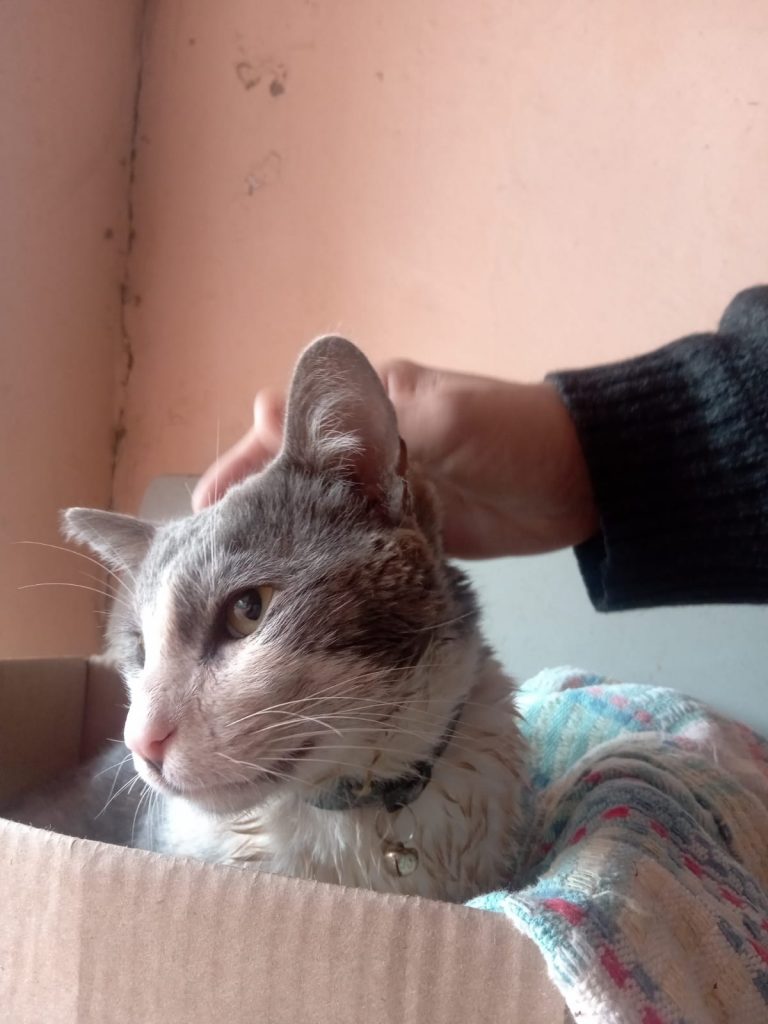 Gatinho é socorrido e resgatado na Neva