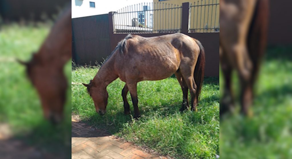 Cavalos desapareceram no Santa Felicidade