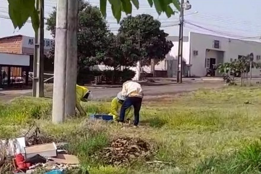 Defesa Civil retira enxame de abelhas no Bairro Periolo