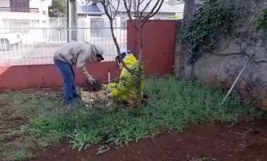 Defesa Civil realiza retirada de abelhas no Bairro Neva