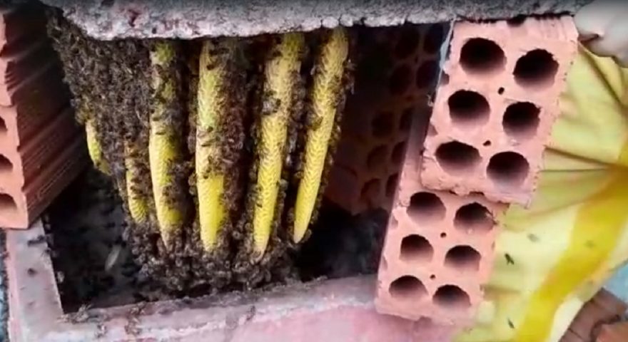 Defesa Civil remove enxame de abelhas no Bairro Cataratas