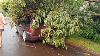 Árvore cai em cima de veículo na Rua Marechal Deodoro, no Centro