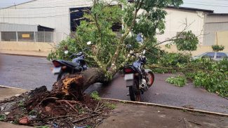 Sorte? Árvore cai no meio de duas motos e interdita a Rua Capanema