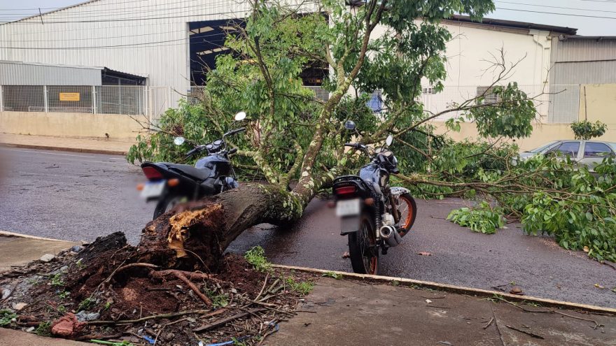 Sorte? Árvore cai no meio de duas motos e interdita a Rua Capanema