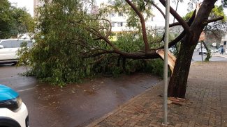 Tronco de árvore lasca no Centro e galhos caem sobre a via, deixando trecho parcialmente interditado