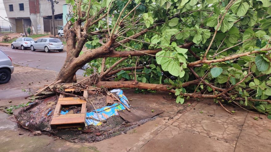 Árvore de grande porte cai no Jardim Alvorada, em Cascavel