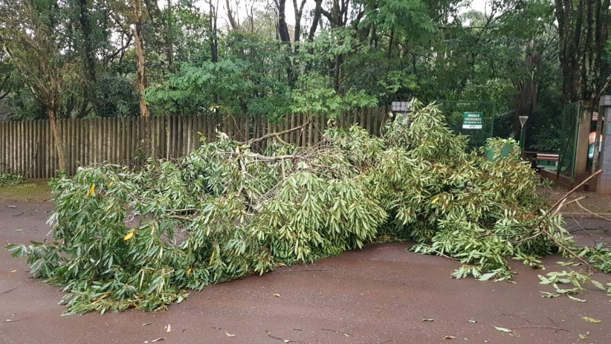 Acesso à Rua Sete de Setembro, ao lado do Parque Tarquínio, fica interditado após queda de árvore