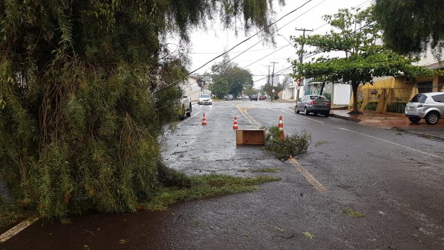 Poste é derrubado com impacto de árvore durante temporal em Cascavel