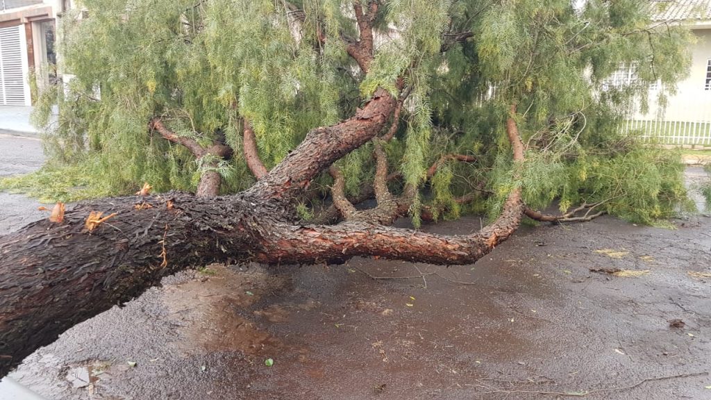 Duas árvores caem na mesma rua em poucos metros de distância