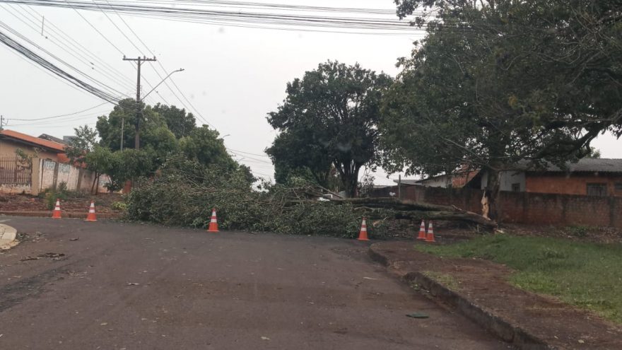 Árvore e poste elétrico ficam caídos no meio da Rua Loyola no Bairro Brasmadeira